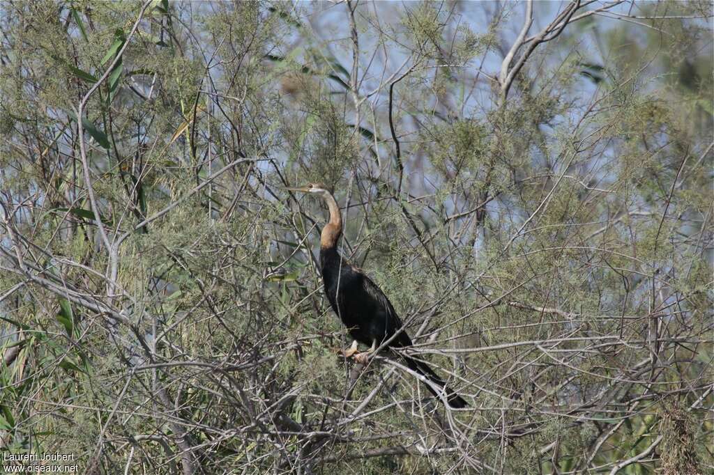 Anhinga d'Afriqueadulte, habitat, pigmentation