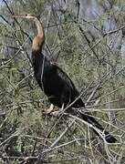 African Darter