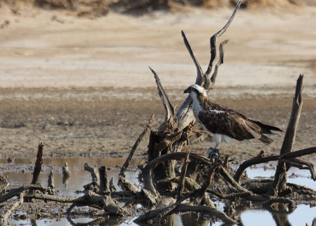 Western Osprey