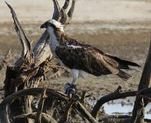 Western Osprey