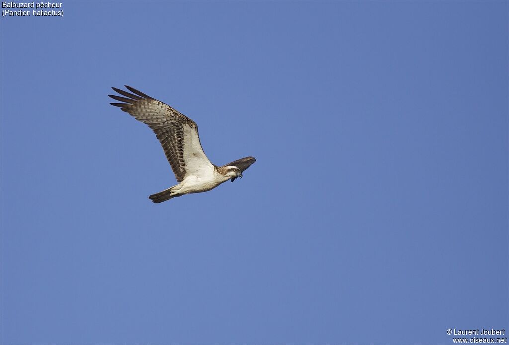 Western Osprey