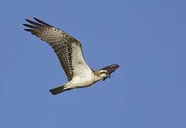 Western Osprey