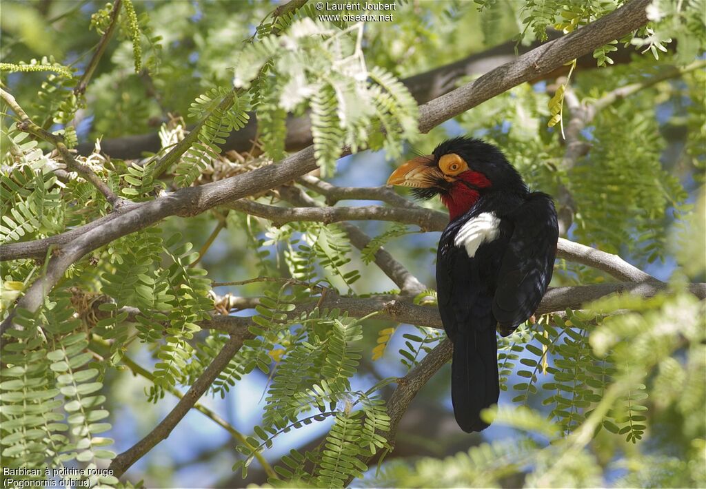 Bearded Barbet