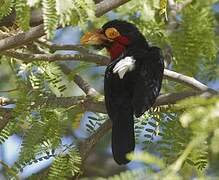 Bearded Barbet