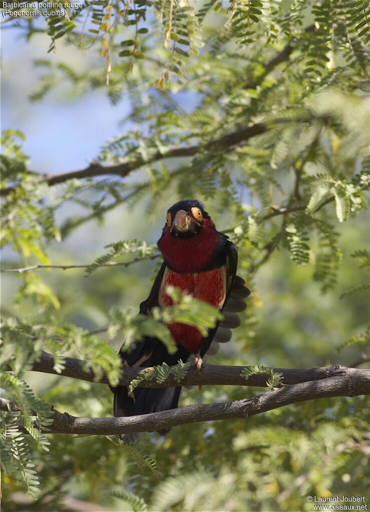 Bearded Barbet