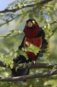 Bearded Barbet