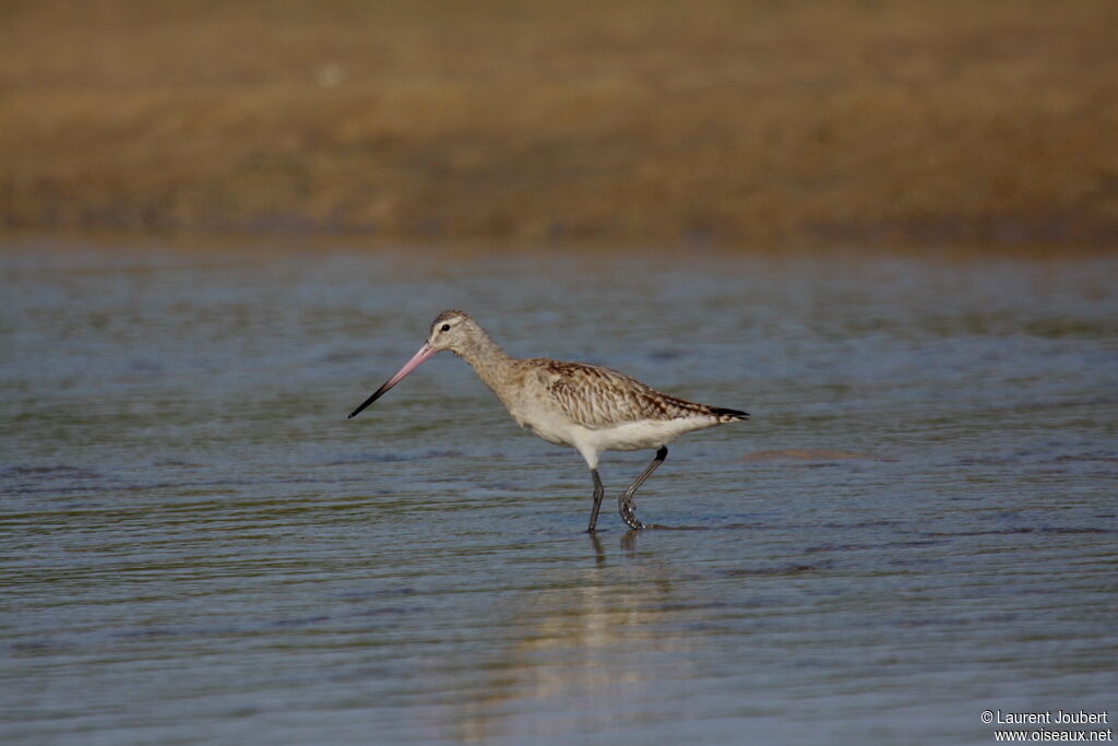 Bar-tailed Godwit