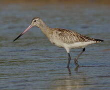 Bar-tailed Godwit