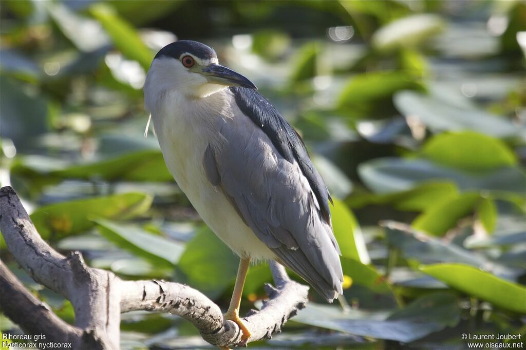 Black-crowned Night Heronadult