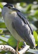 Black-crowned Night Heron