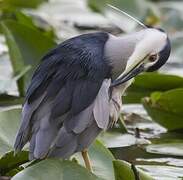 Black-crowned Night Heron