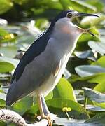 Black-crowned Night Heron