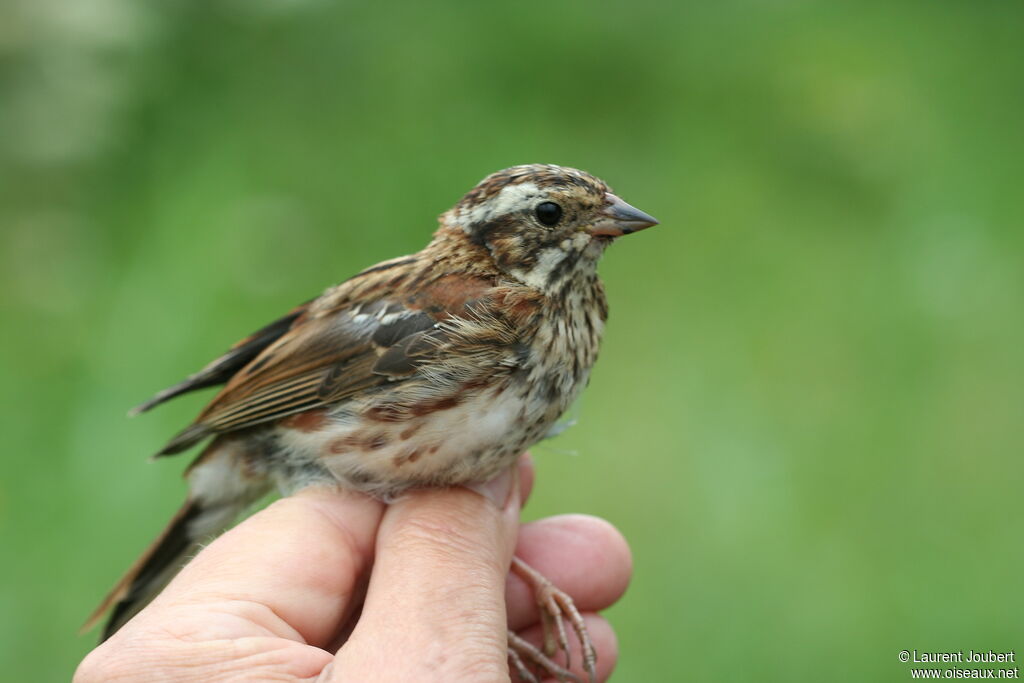 Rustic Bunting