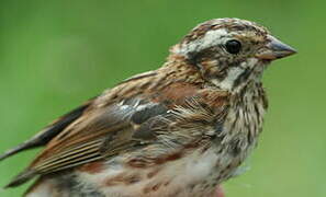 Rustic Bunting