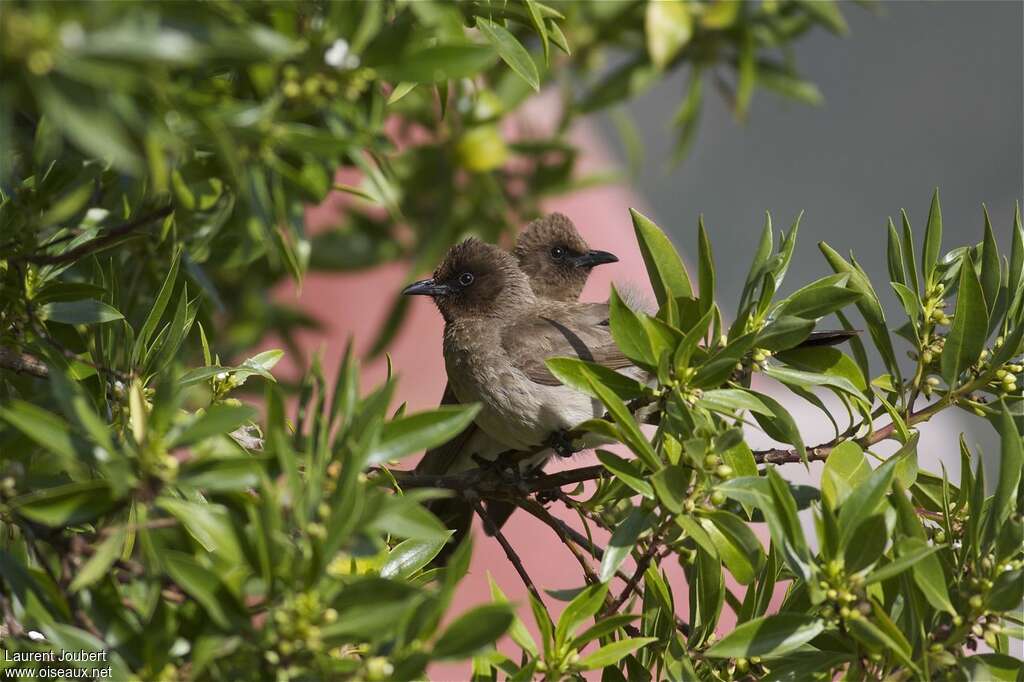 Bulbul des jardinsadulte, habitat, Comportement