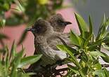 Bulbul des jardins