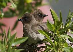 Common Bulbul