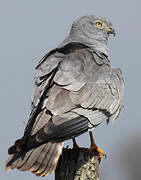 Montagu's Harrier