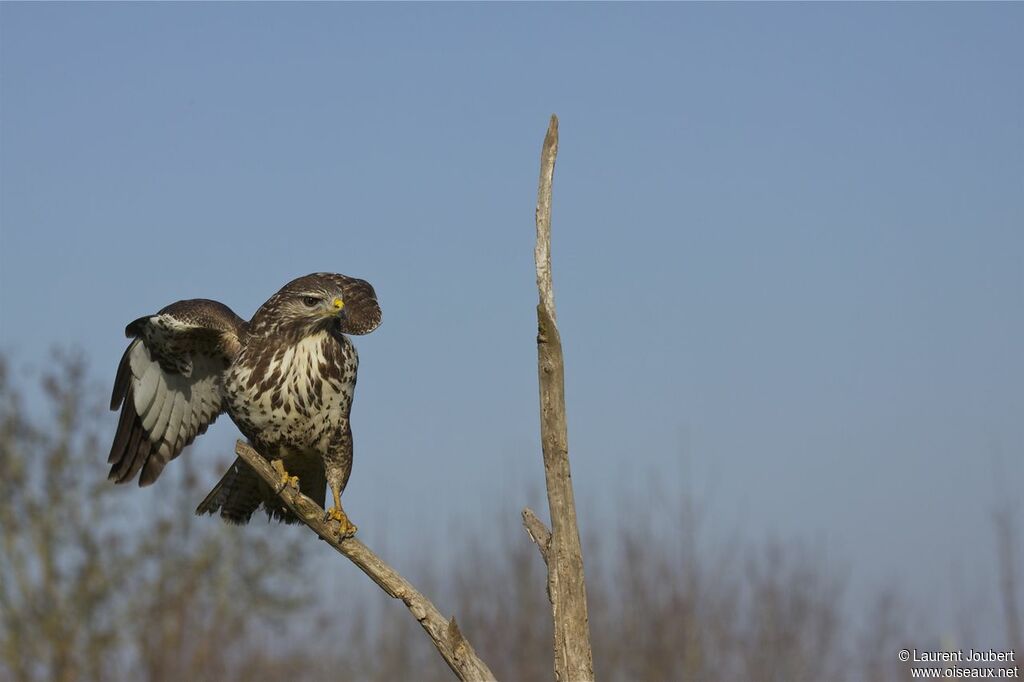 Buse variable femelle adulte