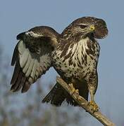 Common Buzzard