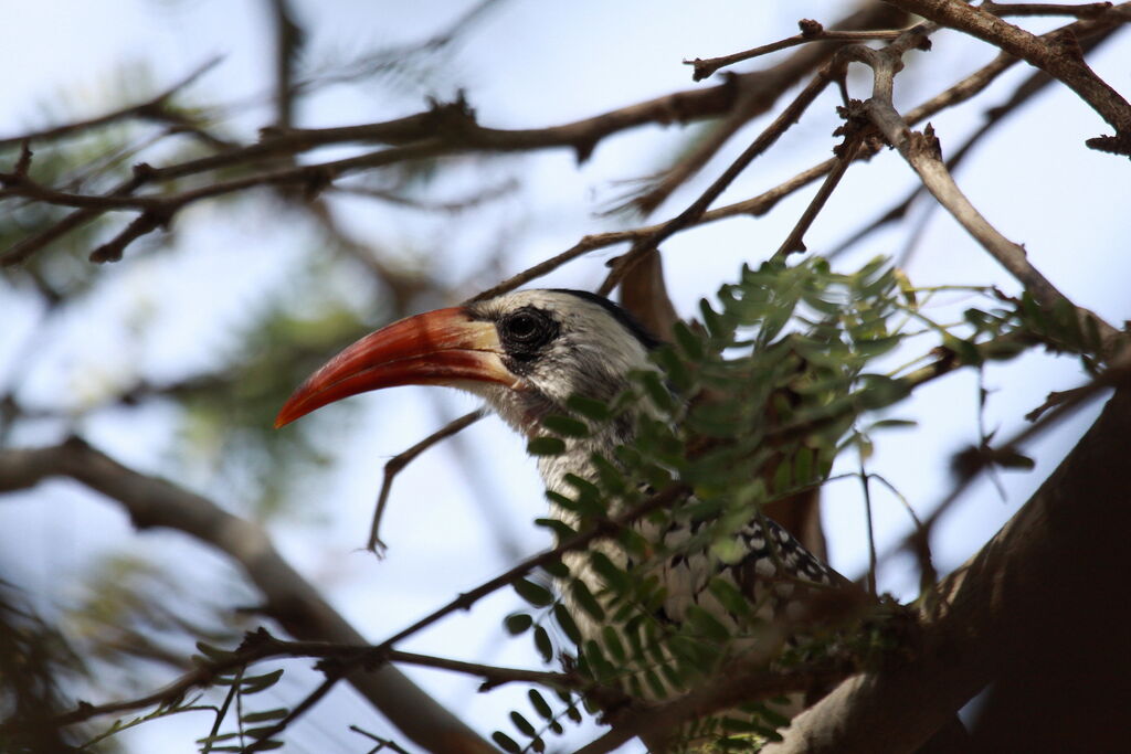 Western Red-billed Hornbill