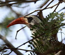 Western Red-billed Hornbill