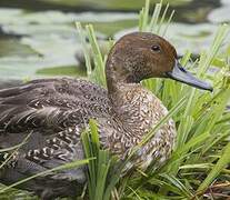 Northern Pintail