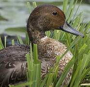 Northern Pintail