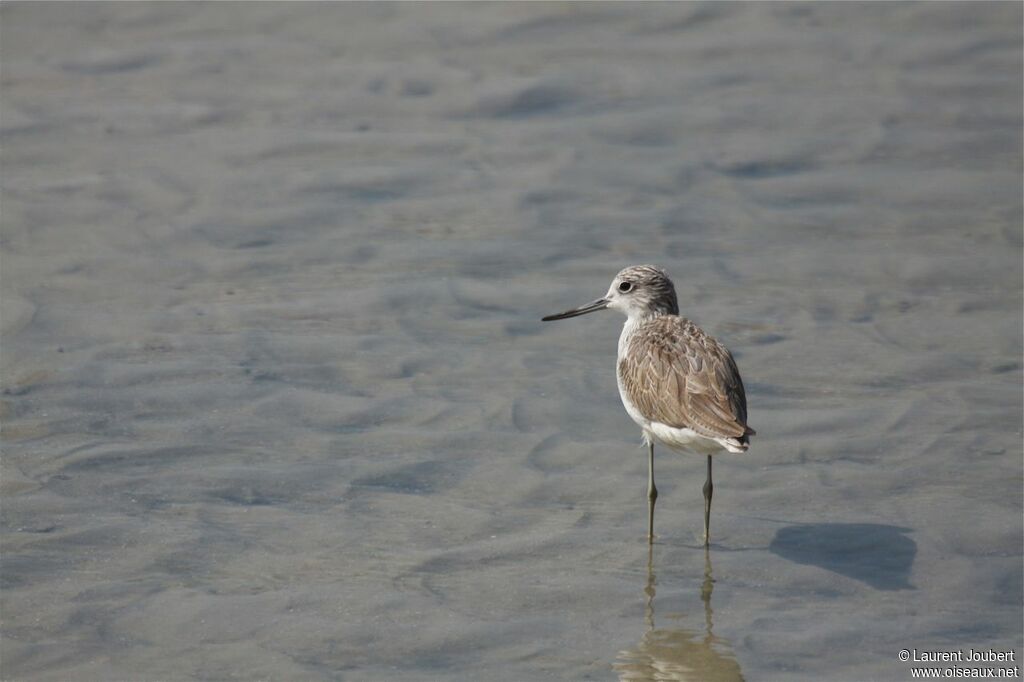 Common Greenshank