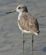 Common Greenshank