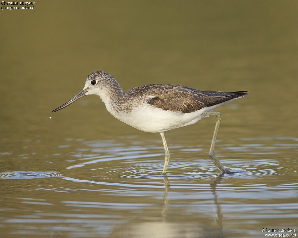 Common Greenshank