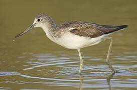 Common Greenshank