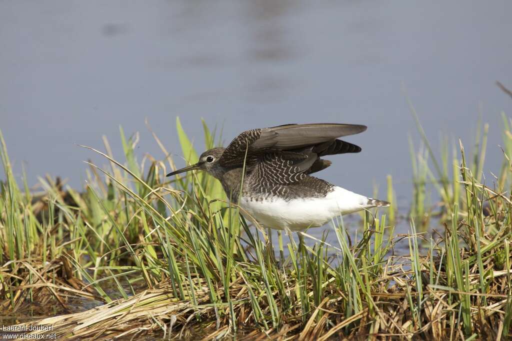 Green Sandpiperadult, aspect