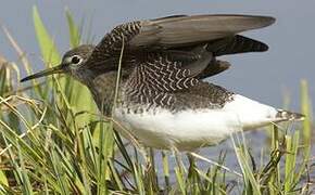 Green Sandpiper