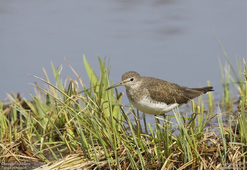 Green Sandpiper