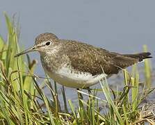 Green Sandpiper