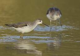 Marsh Sandpiper