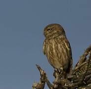 Little Owl