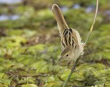 Winding Cisticola