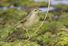 Winding Cisticola