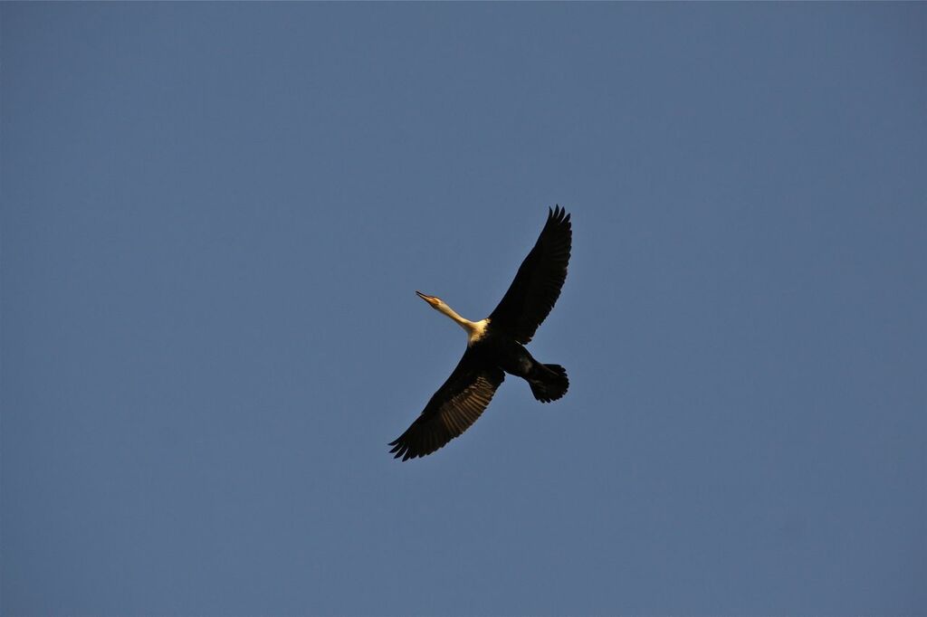 Cormoran à poitrine blanche