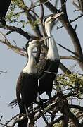 White-breasted Cormorant