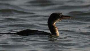 Reed Cormorant