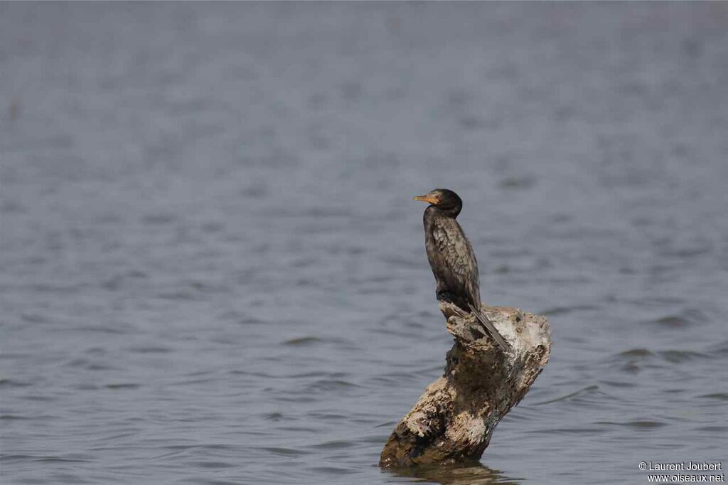 Cormoran africainadulte