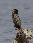 Reed Cormorant