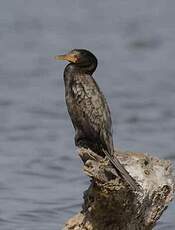 Cormoran africain