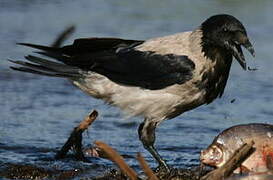 Hooded Crow