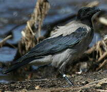 Hooded Crow