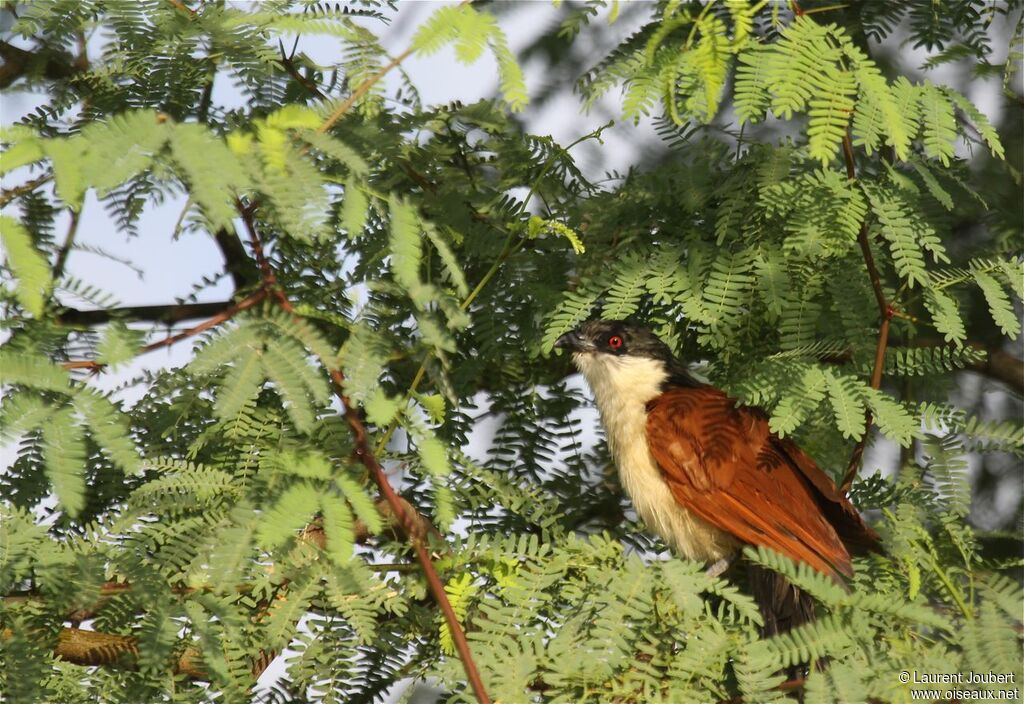 Senegal Coucal