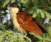 Senegal Coucal